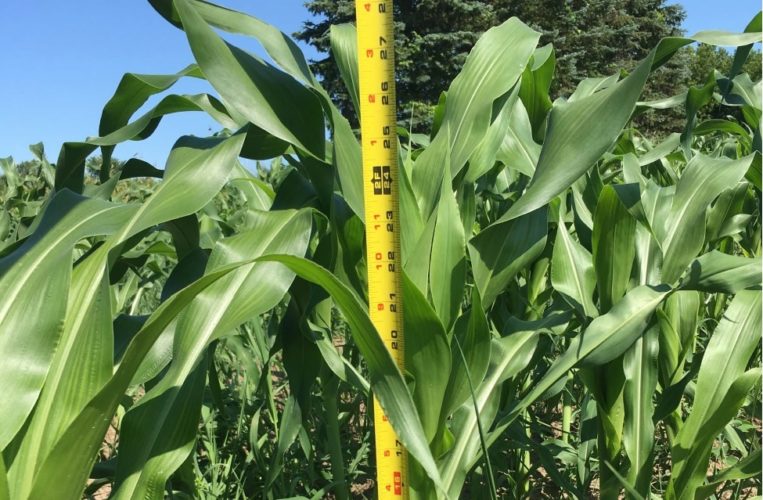 White Corn Stalk